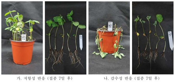 하배축 접종 7일 후 저항성, 감수성 반응