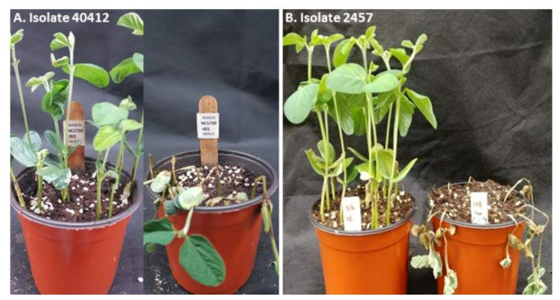 균주 40412(A)와 균주 2457(B)에 대한 소청2호(좌)와 대풍(우)의 반응