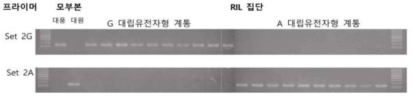 대풍 x 대원 RIL계통들에서 보여진 Set 2G, 2A 마커의 allele 특이적 증폭