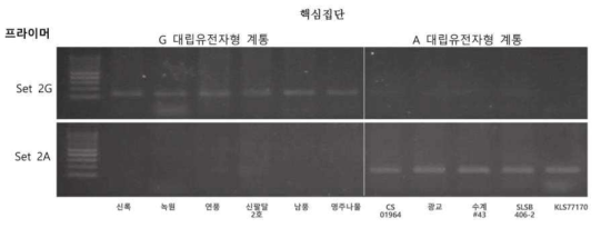 핵심집단 내 재배콩 유전자원에서 보여진 Set 2G, 2A 마커의 allele 특이적 증폭