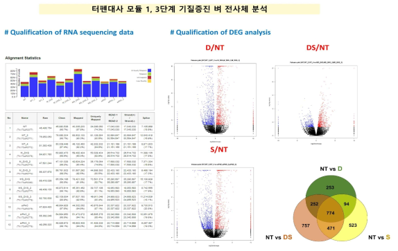 벼 형질전환체 4종(NT, DXS(D), DXS-stPAC(DS), stPAC(S))의 종자 내 전사체 변이양상 비교분석