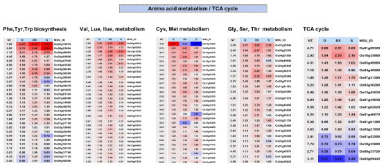 벼 모듈1,3 단계증진에 의해 발현증진된 아미노산 대사 및 TCA 회로 관련 유전자군 선별