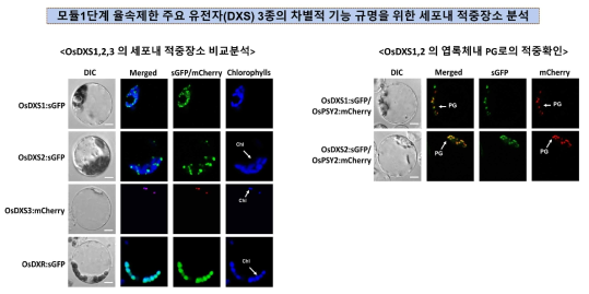 벼 모듈1단계 율속제한 주요 유전자(DXS) 3종의 차별적 기능규명을 위한 세포내 적중장소 분석