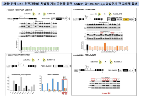 모듈1단계 DXS 유전자들의 차별적 기능규명을 위한 osdxs1 과 OsDXS1,2,3 과발현체 간 교배체 확보