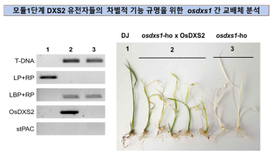 모듈1단계 DXS 유전자들의 차별적 기능규명을 위한 osdxs1 과 OsDXS2 과발현체 간 교배체 분석