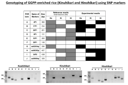2단계 단위기질(GGPP) 증진 벼 2종(Hinohikari 와 Kinuhikari)의 분자생물학적 분석