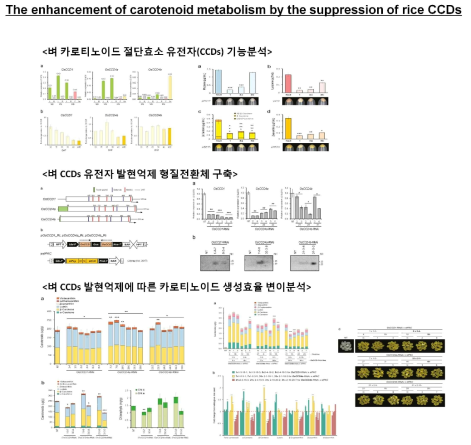 벼 카로티노이드 절단효소 유전자 3종(OsCCD1, OsCCD4a, OsCCD4b) 발현억제에 따른 카로티노이드 생성효율 변이 분석