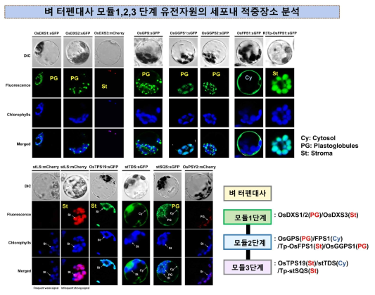 벼 터펜대사 모듈1,2,3 유전자원의 세포내 적중장소 분석