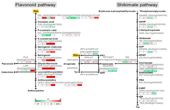 B2 및 B2AD 과발현 시 flavonoid pathway와 shikimate pathway 유전자들의 발현변화 분석