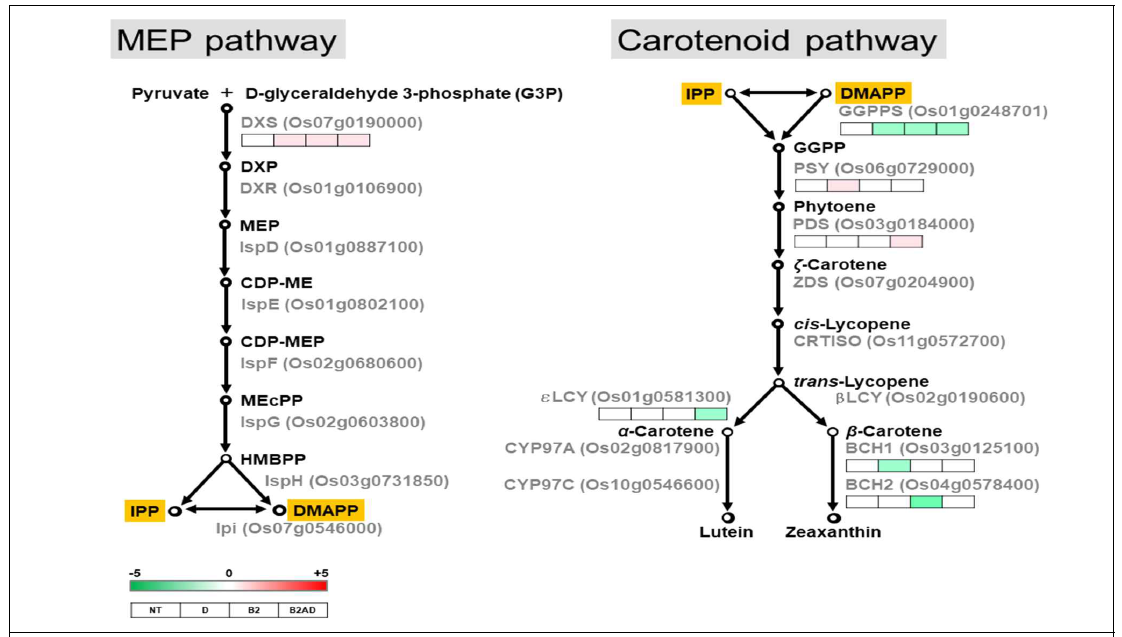 D, B2, B2AD 과발현 시 MEP pathway와 carotenoid pathway 유전자들의 발현변화 분석