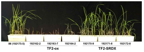 TF2 형질전환 벼의 종자 표현형 분석