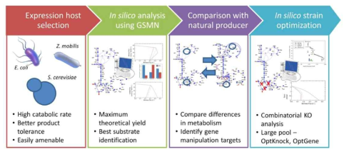 게놈 수준 인실리코 모델링 기반 시스템 분석을 통한 고생산성 균주 개발 체계 확립