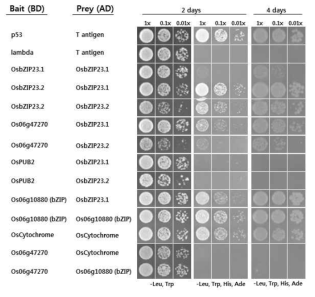 Os06g47270 RING E3 Ub ligase 상호작용 후보 단백질을 yeast-two-hybrid 로 분리