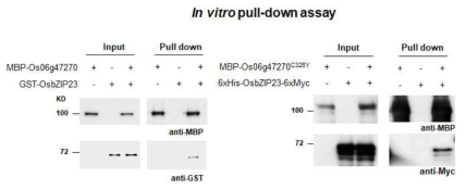 Os06g47270과 OsbZIP23 단백질 간의 물리적 결합 확인