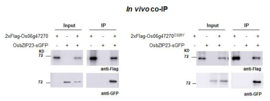 Os06g47270과 OsbZIP23 단백질 간의 세포 내 결합 확인