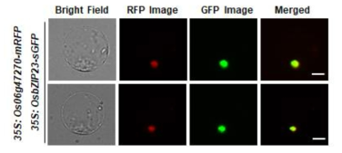 벼의 protoplast에서 Os06g47270과 OsbZIP23 단백질의 세포 내 위치