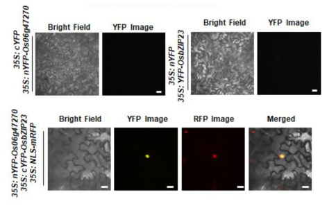 Os06g47270과 OsbZIP23 단백질 간의 세포 내 결합 확인 BiFC 실험