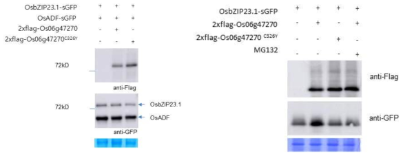 Os06g47270에 의한 OsbZIP23의 proteasome 의존성 분해 확인