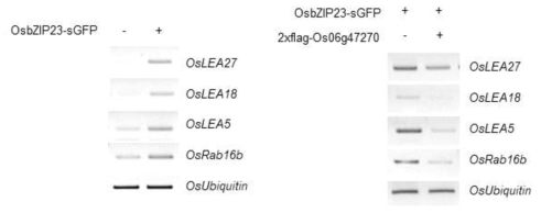 Os06g47270에 의한 OsbZIP23의 하위 유전자들의 발현량 확인