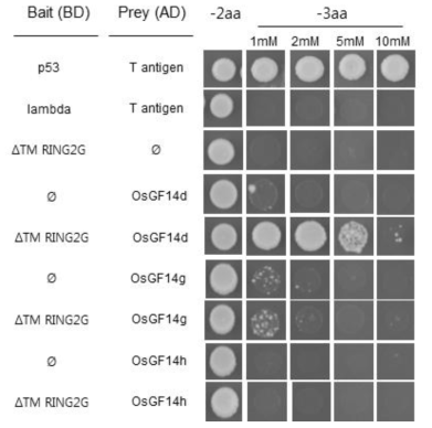 Os02g52210 RING E3 ligase 상호작용 후보 단백질을 yeast-two-hybrid로 분리