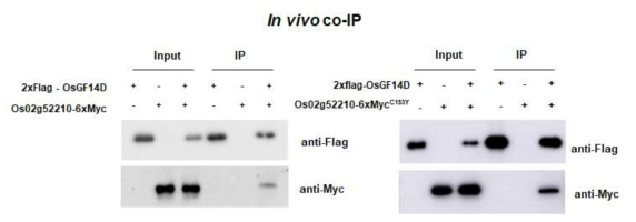 Os02g52210 단백질과 OsGF14d 단백질의 세포 내 결합 확인