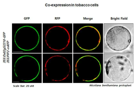 Os02g52210 단백질의 세포 내 위치를 confocal microscope를 이용하여 확인