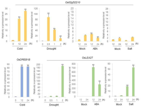 Os02g52210 유전자의 환경 스트레스에 대한 발현 변화