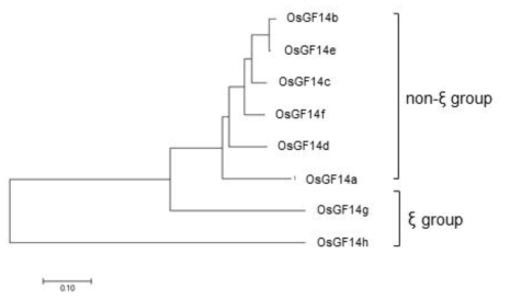 벼 14-3-3 단백질들의 Phylogenetic tree