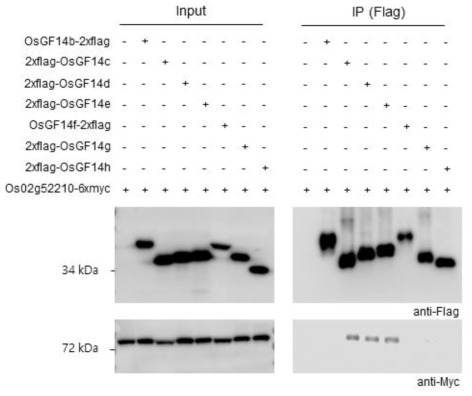 Os02g52210이 벼 14-3-3 단백질들과의 세포 내 결합 확인