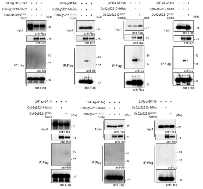 Os02g52210에 의한 벼 14-3-3 단백질들의 in vivo ubiquitination