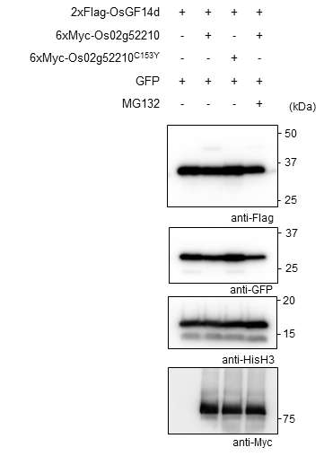 Os02g52210에 의한 OsGF14d의 proteasome 의존성 분해 여부 확인