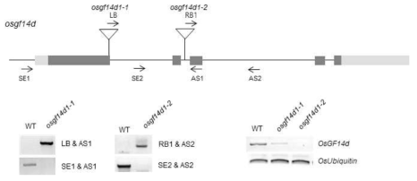 osgf14d1-1과 osgf14d1-2 돌연변이체 라인 (상) osgf14d1-1 과 osgf14d1-2 T-DNA 삽입 돌연변이체 유전자 genotyping PCR 및 발현 확인 (하)