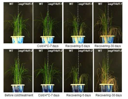 osgf14d1-1과 osgf14d1-2 의 저온 스트레스에 대한 표현형 분석