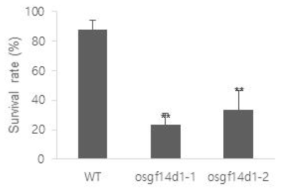 osgf14d1-1과 osgf14d1-2 의 저온 스트레스에 대한 생존율 비교