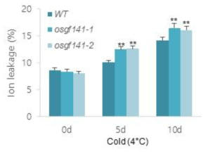 osgf14d1-1과 osgf14d1-2 의 저온 스트레스에 대한 이온 용출량 비교