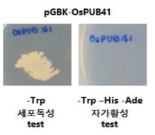 OsPUB41 단백질의 효모 내 세포 독성 확인 및 자가 활성 확인