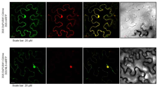 OsPUB41 단백질의 세포 내 발현 위치 확인