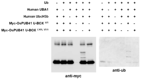 In vitro ubiquitination analysis