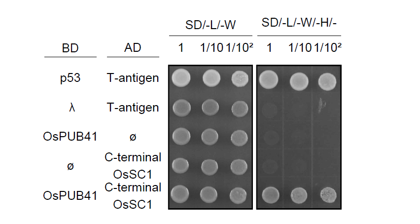 Y2H assay를 통한 OsPUB41과 OsSC1 단백질 간의 상호 결합 확인