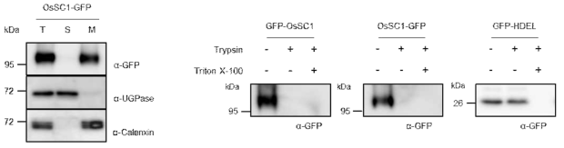 OsSC1 단백질의 topology assay