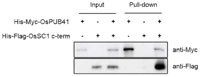 OsPUb41과 OsSC1 단백질 간의 Pull down assay