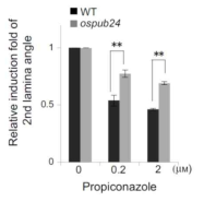 PPZ에 의한 lamina joint angle 변화 관찰