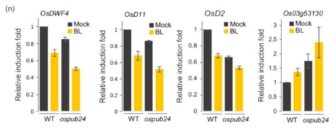 야생형 벼와 ospub24 돌연변이체에서 BR 신호전달 marker 유전자 발현 확인
