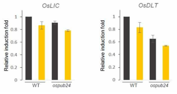 야생형과 ospub24 식물체에서 OsBZR1이 음성적으로 조절하는 유전자 발현 확인