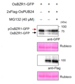 OsPUB24에 의한 OsBZR1의 proteasome 의존적 분해를 확인