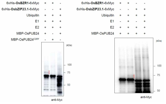 OsPUB24에 의한 OsBZR1과 OsbZIP23.1 (negative control) 의 ubiquitination 확인