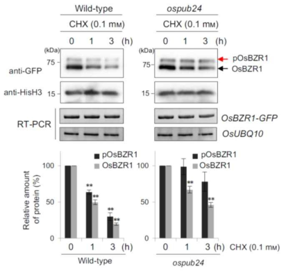 야생형 벼와 ospub24 돌연변이체의 protoplast 내에서의 OsBZR1의 in vivo degradation assay