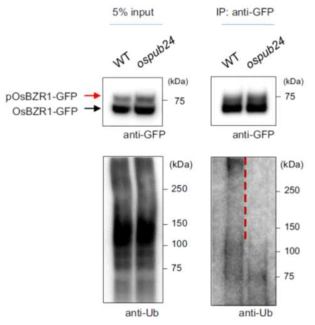 OsPUB24에 의한 OsBZR1의 in vivo ubiquitination 확인