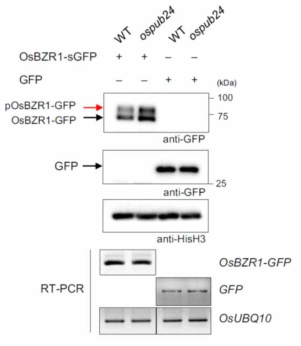 야생형 벼와 ospub24 돌연변이 식물체 protoplast 내에서의 OsBZR1 발현양 비교