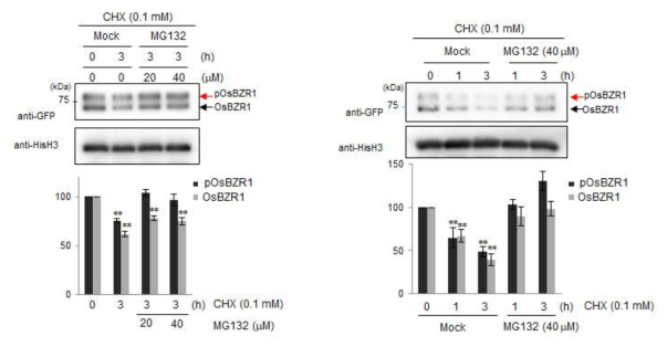 야생형 벼 protoplast 내에서의 OsBZR1의 in vivo degradation을 저해하는 MG132 처리 실험